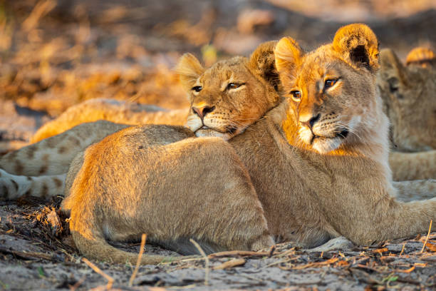 lions
