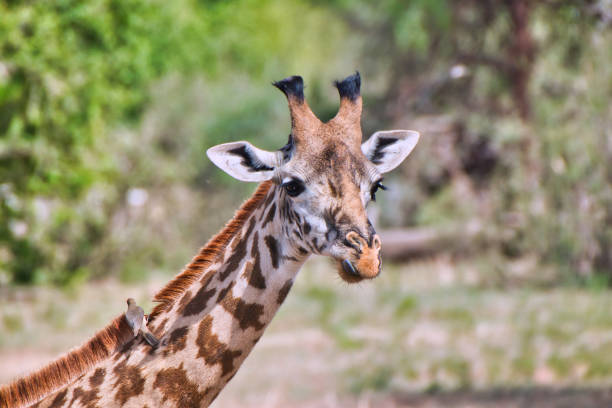 closeup of a giraffe at tarangire national park, tanzania