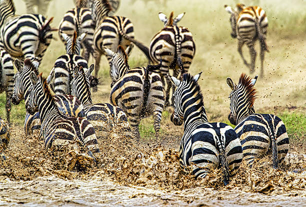 plains zebra males fighting serengeti n.p., tanzania africa