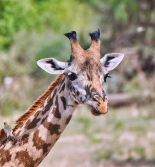 closeup of a giraffe at tarangire national park, tanzania